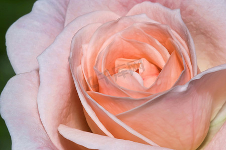 易拉罐指环摄影照片_野玫瑰，瓜达拉马国家公园，西班牙