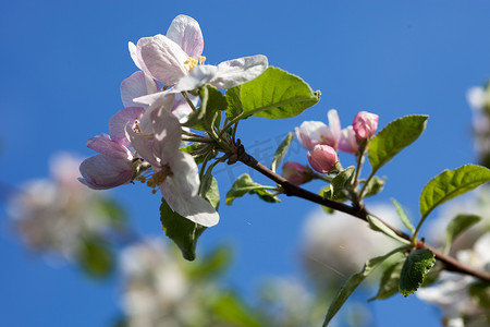蓝天背景下的苹果树花