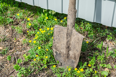 一把用于园艺的农用铲子，靠在草地上的篱笆上