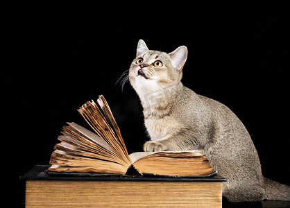灰色小猫苏格兰直龙猫坐在黑色背景中的一本打开的书旁