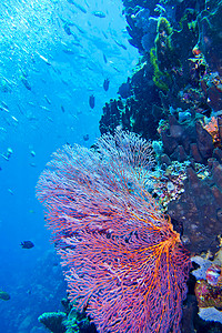 sea大海摄影照片_Sea Fan, Sea Whips, 布纳肯国家海洋公园, 北苏拉威西, 印度尼西亚