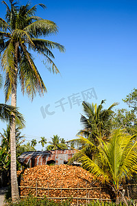 湄公河三角洲摄影照片_湄公河三角洲的椰子树和水果