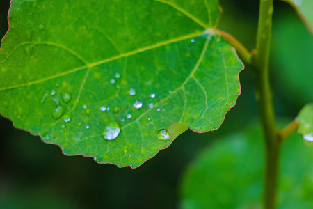雨后布什的绿叶滴落。