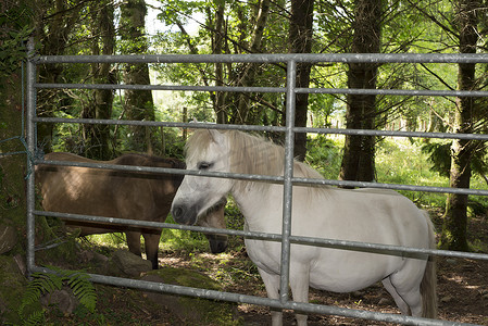 棕色和白色的小马在门后
