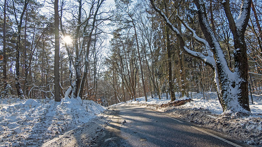 冬日荷兰雪林中的乡间小路