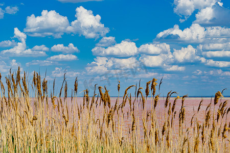 粉红色盐湖 Sivash 背景上有芦苇的自然景观。