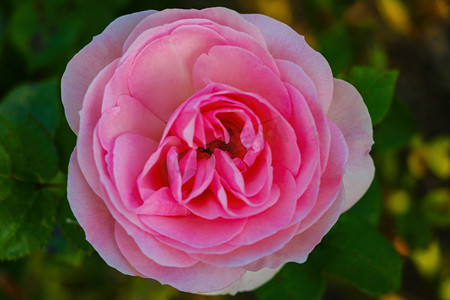 淡红色摄影照片_春天，一朵淡红色玫瑰的花蕾在花园里绽放。