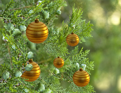 喜庆松树摄影照片_圣诞树松树装饰着金色的小球装饰