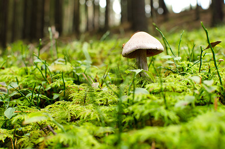 彩绘森林摄影照片_蘑菇