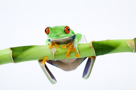 绿色小青蛙摄影照片_多彩背景上的异国青蛙