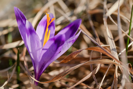 阳光照耀在春干草中生长的野生紫黄虹膜番红花变色花