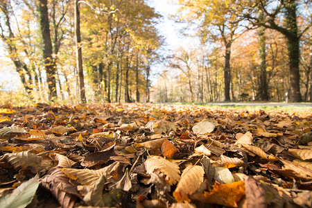 秋天的公园景观：五颜六色的树叶和积极的气氛