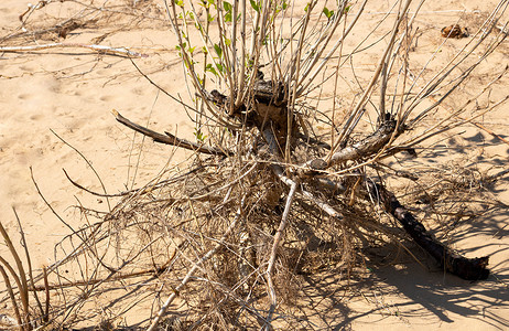 干旱灌木生长在沙漠的萧条野沙和干旱中