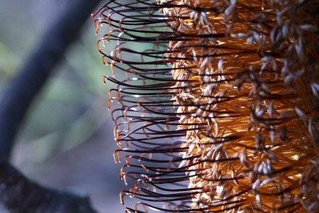毛囊摄影照片_澳大利亚地区丛林大火后发芽的山龙眼花照片