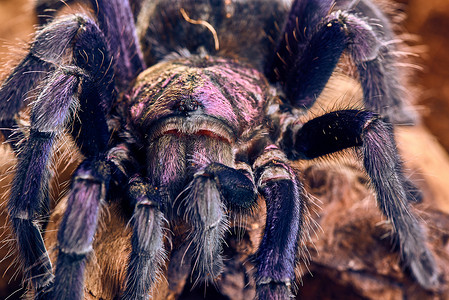 紫色长方形对话框摄影照片_狼蛛 Phormictopus sp 紫色