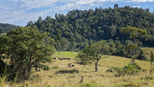 奶牛休息摄影照片_奶牛群在森林围场休息