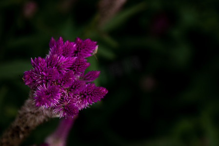 粉红色的鸡冠花 argentea 花，在自然花园中俗称羽状鸡冠或银鸡冠。