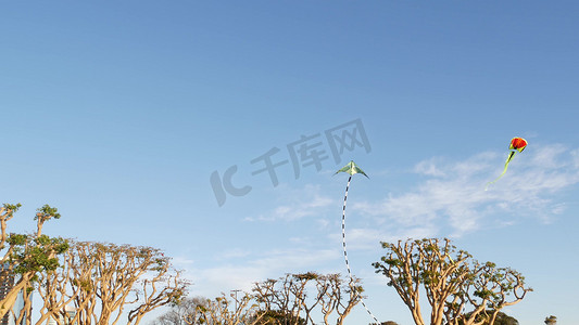 风筝玩具摄影照片_在美国加利福尼亚州圣地亚哥的 Embarcadero Marina 公园，五颜六色的风筝在蓝天中飞过树木。