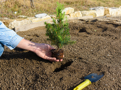 洞里的手植物在土壤里种了一棵冷杉树苗