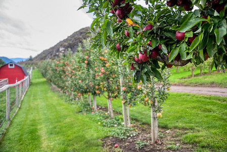 绿叶中成熟的红宝石苹果，模糊背景中的农田