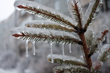 下雪植物摄影照片_冻雨过后，植物被厚厚的一层冰覆盖