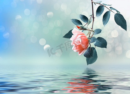 与玫瑰分支的花卉背景反射在水中