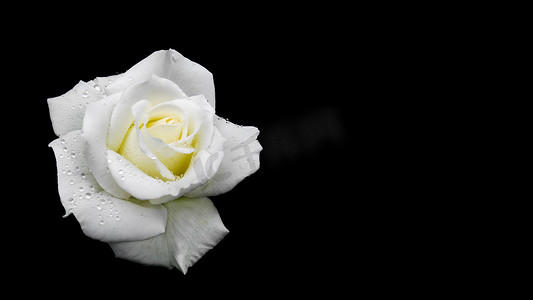 美丽的白玫瑰与孤立在黑色背景上的露珠。