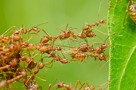 蚂蚁的摄影照片_绿色自然中的红蚂蚁