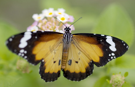 雄性橙色蝴蝶 Plain Tiger (Danaus chrysippus) African Monarch