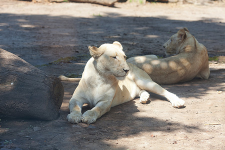 白狮子在动物园的树荫下休息