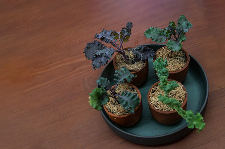 羽衣甘蓝蔬菜树种植在四个陶瓷花盆中。