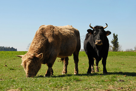 和牛摄影照片_牛和牛
