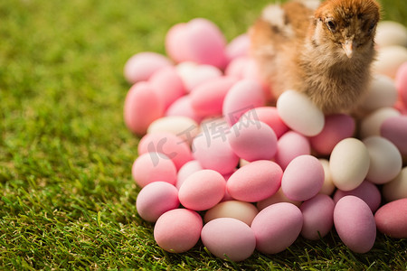 复活节彩蛋填充小鸡