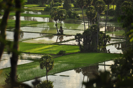 柬埔寨热带水上种植园的景色，植被茂盛。