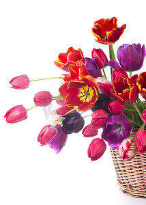 一束春色郁金香，粉色、红色的美丽花朵被隔离