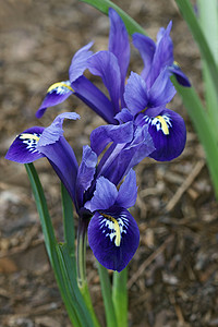 Harmony Dwarf Iris fkowers。