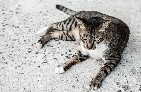 聚焦户外流浪猫的孤独感。