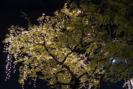 花园里挂在树上的装饰性户外串灯