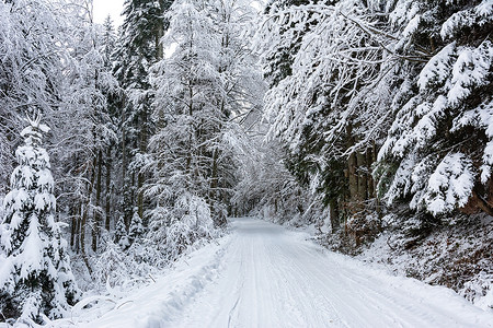 森林里的雪路