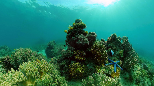 菲律宾潜水摄影照片_珊瑚礁的海底世界。