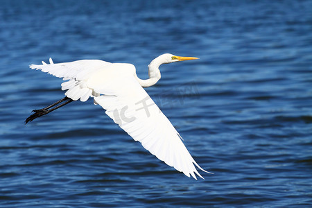 下面摄影照片_白鹭 (Egretta thula)