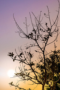 紫色夜空摄影照片_一堆豆荚和 bungor 树的种子以及夜空的颜色