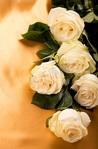 包装康乃馨摄影照片_金色丝绸背景中的白玫瑰特写