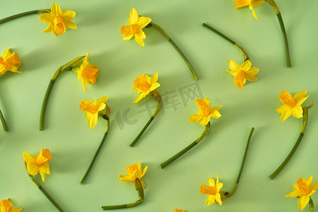 绿纸背景上带黄水仙花的春天背景，顶视图