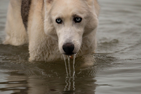 一系列照片显示一只西伯利亚雪橇犬浑身湿透，没水了