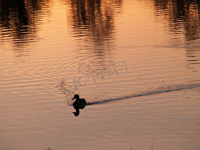 乡村池塘摄影照片_鸭子在日落时在乡村池塘游泳
