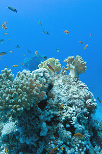 珊瑚礁与软珊瑚和硬珊瑚与异国情调的鱼 anthias