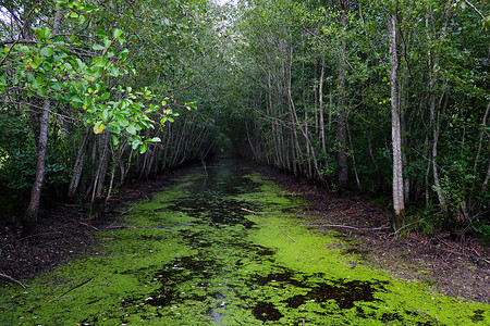 png绿水摄影照片_绿水沿树的小河。
