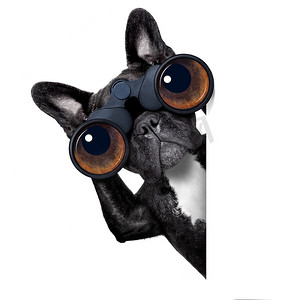 看通过双筒望远镜的狗