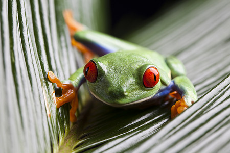 小窗帘摄影照片_彩色背景丛林中的青蛙